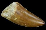 Serrated, Carcharodontosaurus Tooth - Real Dinosaur Tooth #127174-1